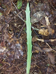 Pseudopanax crassifolius