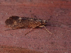 Limnephilus sparsus