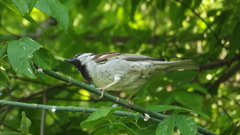 Passer domesticus balearoibericus