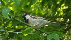 Passer domesticus balearoibericus