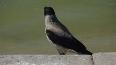 Corvus cornix sharpii