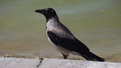 Corvus cornix sharpii