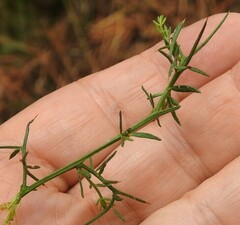Genista triacanthos