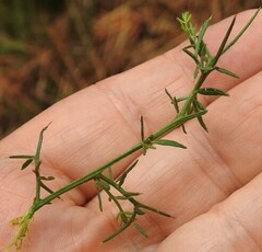 Genista triacanthos