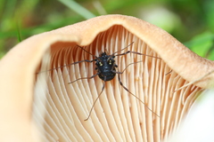 Paranemastoma quadripunctatum