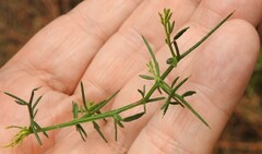 Genista triacanthos