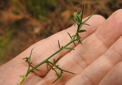 Genista triacanthos