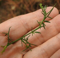 Genista triacanthos