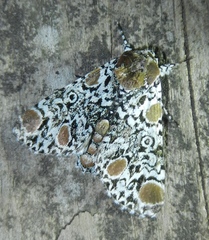 Harrisimemna trisignata