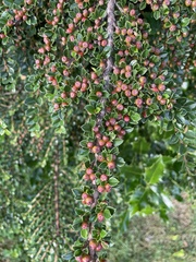 Cotoneaster hjelmqvistii