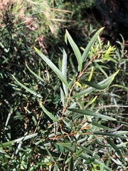 Notelaea linearis