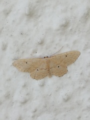Idaea obsoletaria