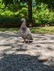 Columba livia domestica