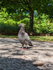 Columba livia domestica