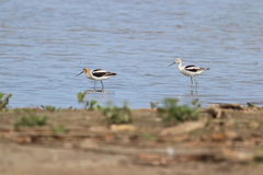 Recurvirostra americana