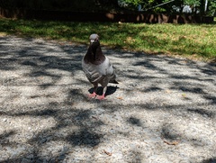 Columba livia domestica