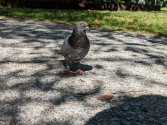 Columba livia domestica