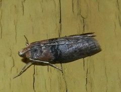 Sciota vetustella
