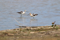 Recurvirostra americana