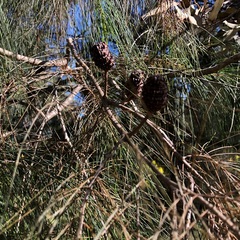 Allocasuarina inophloia