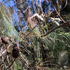 Allocasuarina inophloia