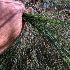 Allocasuarina inophloia