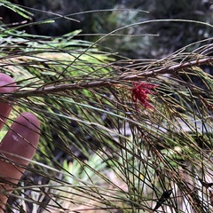 Allocasuarina inophloia