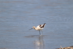 Recurvirostra americana