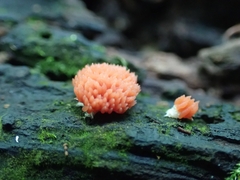 Tubifera ferruginosa acutissima