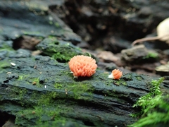 Tubifera ferruginosa acutissima