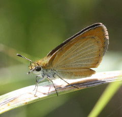 Ancyloxypha