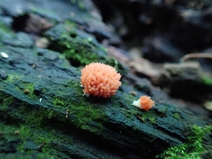 Tubifera ferruginosa acutissima
