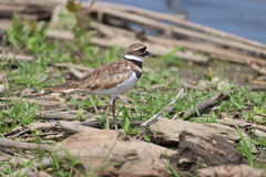 Charadrius vociferus