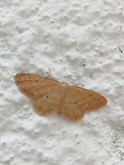Idaea obsoletaria