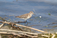 Calidris pusilla