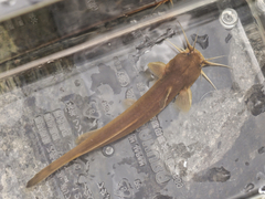 Liobagrus reinii