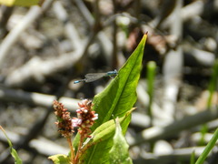 Ischnura perparva