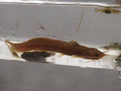 Liobagrus reinii