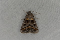 Acantholipes juba