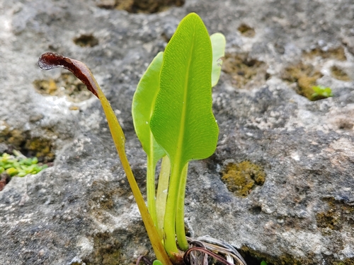 Inland leatherfern (Acrostichum danaeifolium)