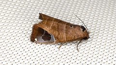 Closteromorpha modesta