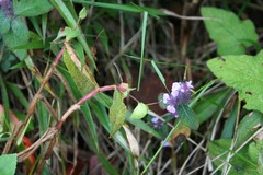 Commelina sikkimensis