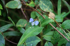 Commelina sikkimensis