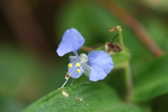 Commelina sikkimensis
