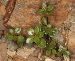 Polygonum minimum