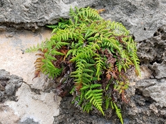 Pityrogramma chrysophylla gabrielae