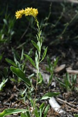 Solidago spectabilis