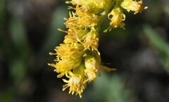 Solidago spectabilis