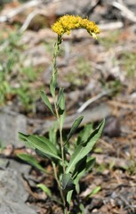 Solidago spectabilis
