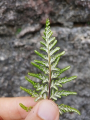 Pityrogramma chrysophylla gabrielae